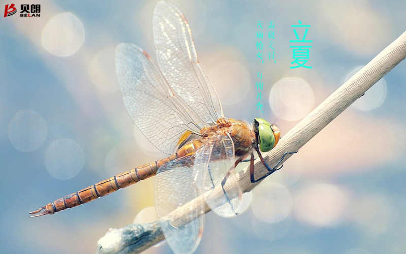 立夏啦！立夏啦！