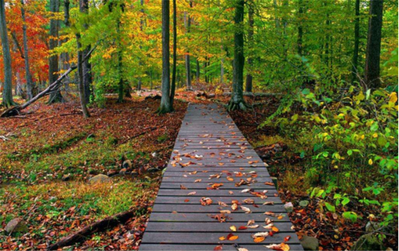 秋季——轉載網(wǎng)絡圖片