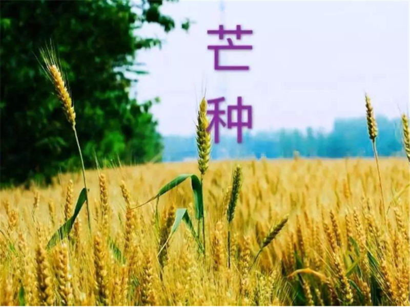 什么是二十四節(jié)氣——芒種？